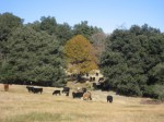 Palomar Mountain Beef