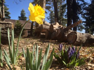 Spring isn't far away!