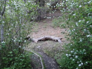 Palomar Mountain State Park guided hikes