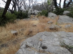 Palomar Mountain State Park 
