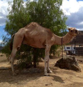 camel at the bbq