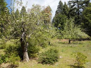 apple tree Palomar Mountain State Park