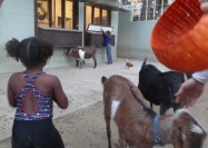 Cecelia Borland's Farm Palomar Mountain