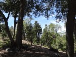 lots and land for sale palomar mountain