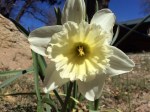 Dafodill at Ponderosa Log Cabin, Palomar Mountain