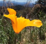 palomar mountain california poppies