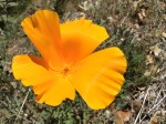 california poppy palomar mountain