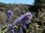 A worker bee on wild lilac, conifer road, palomar mountain