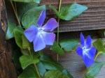 Vinca at Cabin Fever vacation rental palomar mountain