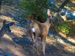 palomar mountain deer