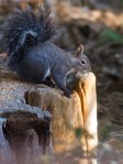 Palomar Mountain Gray Squirrel