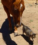 Domino and Buddy, Round House Ranch, Palomar Mountain, Photographer Cindy Knoke