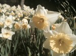 dafodills on palomar mountain