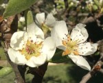 palomar mountain pear blossom bonnie phelps