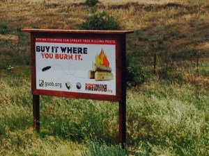 buy it where you burn it, gold spotted oak borer