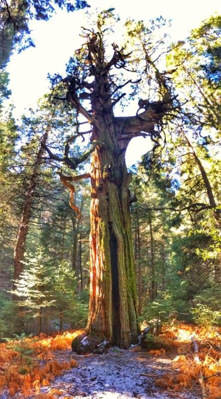 fred blackburn palomar tree