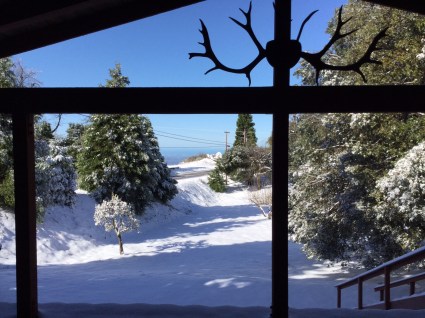 2016 snow pear tree blossoms
