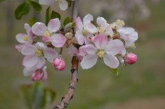 Burnworth blossom pic_0137 (1)