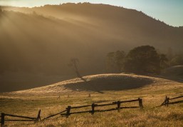 Will Valley Fall Gold (1)