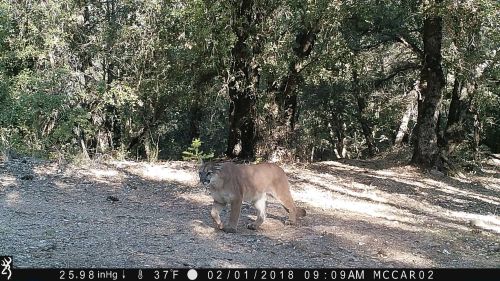 Frank McCarthy mtn lion